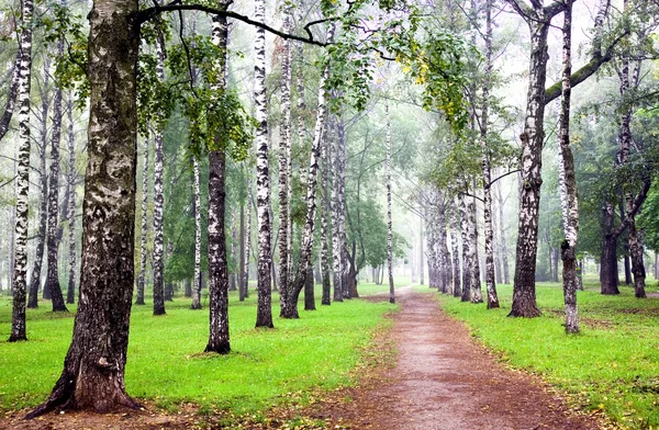 Bosque de abedul con niebla en otoño —  Fotos de Stock