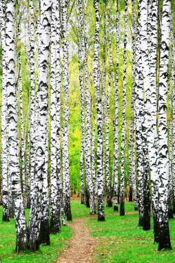 Huş Grove sonbaharın ilk gün