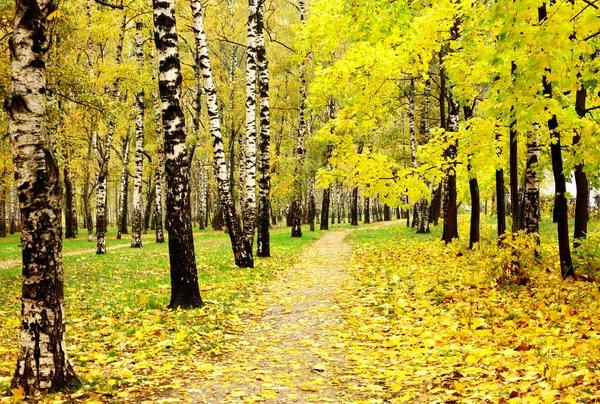 Colorful autumn birch grove in october rainy weather