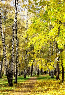 Ekim ayında güneşli sonbahar huş grove