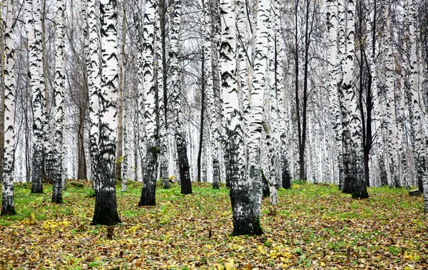 Autumn birch grove in october — Stock Photo, Image
