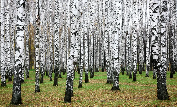 Belle forêt de bouleaux d'automne octobre — Photo