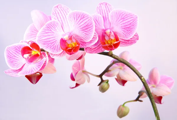 Fiore di orchidea striato rosa — Foto Stock