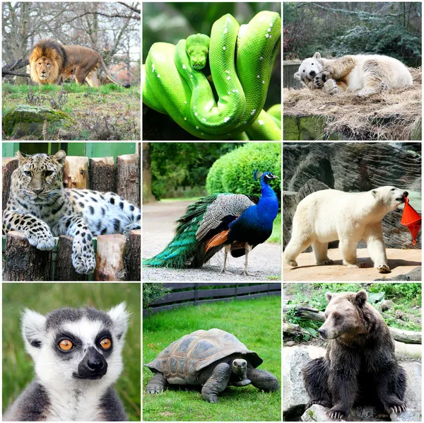 Güzel hayvanlar ile dokuz fotoğraf kolaj — Stok fotoğraf