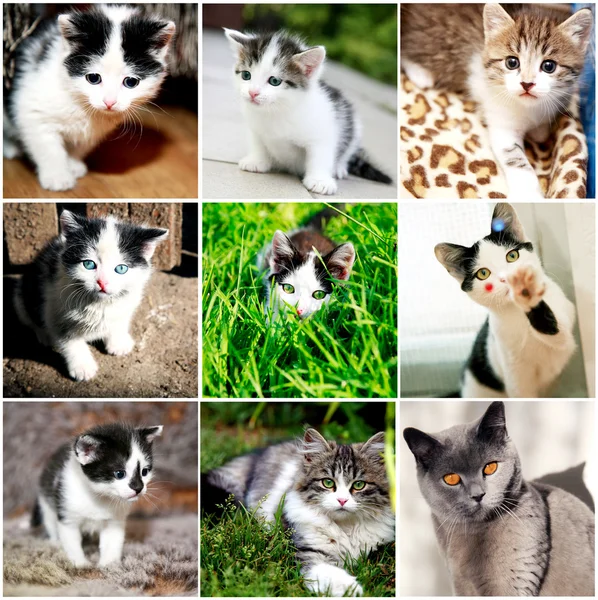 Samling av roliga kattunge — Stockfoto