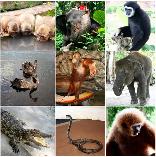Ζώα κολάζ με εννέα φωτογραφίες Ταϊλάνδη — Φωτογραφία Αρχείου