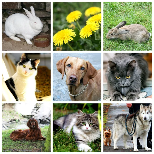 Collage von Tieren - Katze, Hund, Kaninchen — Stockfoto