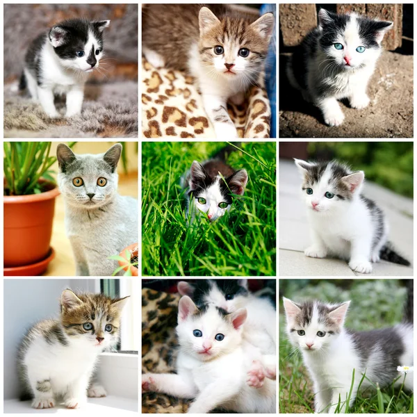 Collage van grappige kitten — Stockfoto