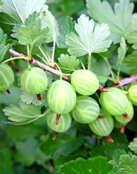 Gooseberry with leaf on green background — Stock Photo, Image