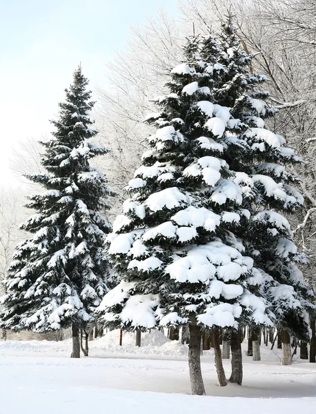 Рождественские елки со снежными ветвями в сиянии — стоковое фото