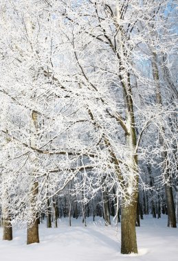 ağaçları ile karlı şubeleri