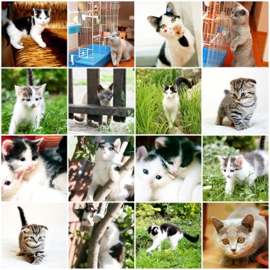 farklı komik kedi koleksiyonu