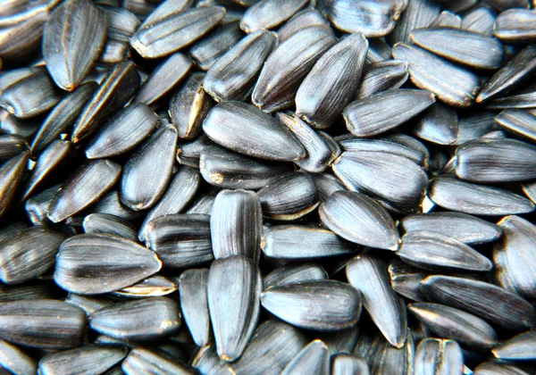 Sunflower seed — Stock Photo, Image