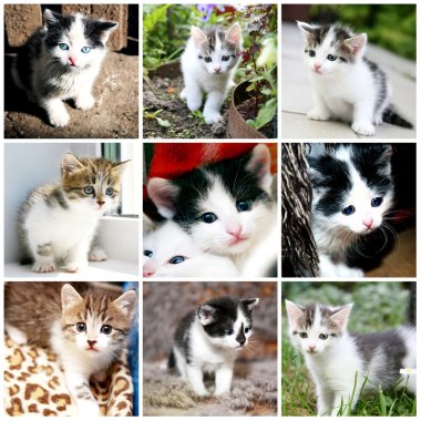 komik kedi koleksiyonu