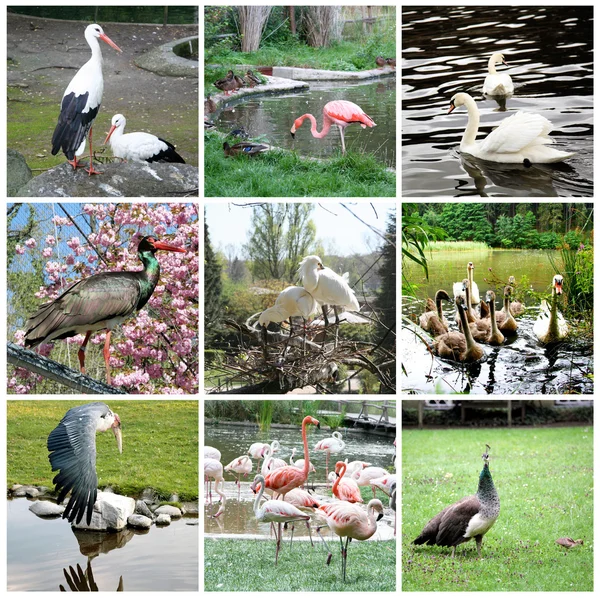 Collage av olika fåglar — Stockfoto