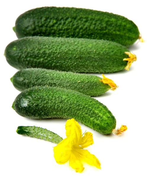 Versheid komkommers geïsoleerd op witte achtergrond — Stockfoto