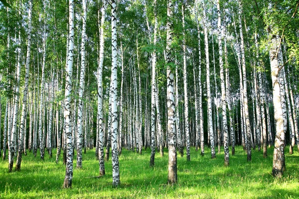 Beautiful summer birch groove in the evening sunlight Stock Image