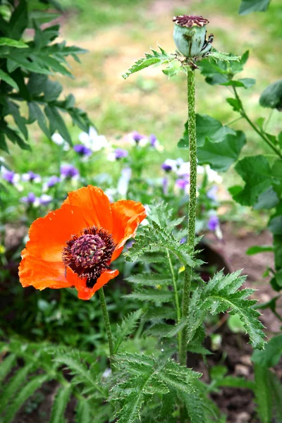 Red poppy and bud in the summer garden — Stock Photo, Image