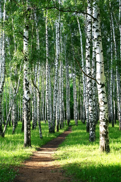 Caminho noturno no bosque de vidoeiro de verão — Fotografia de Stock