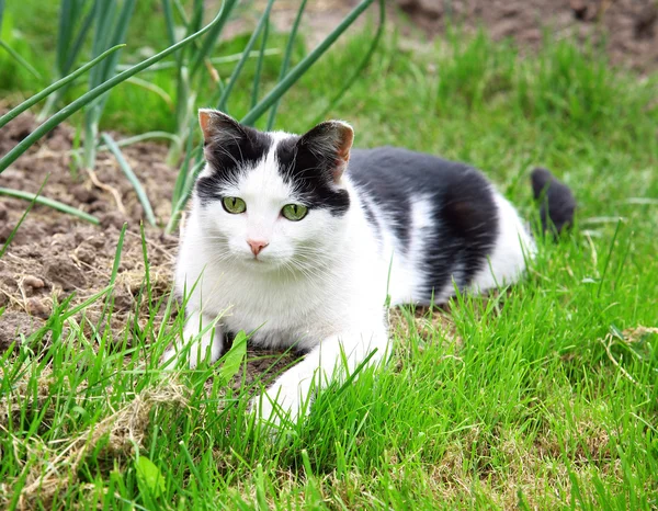 Černá bílá kočka lov a hledá úlovek — Stock fotografie