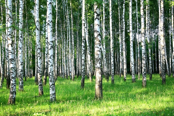 Evening sunlight in beautiful summer birch grove Stock Picture