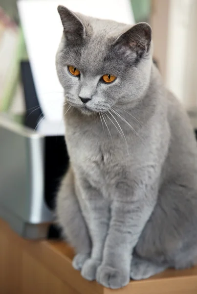 Krásná britská krátkosrstá kočka portrét — Stock fotografie