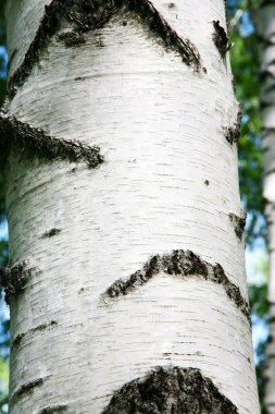 arka plan doku Huş kabuğu
