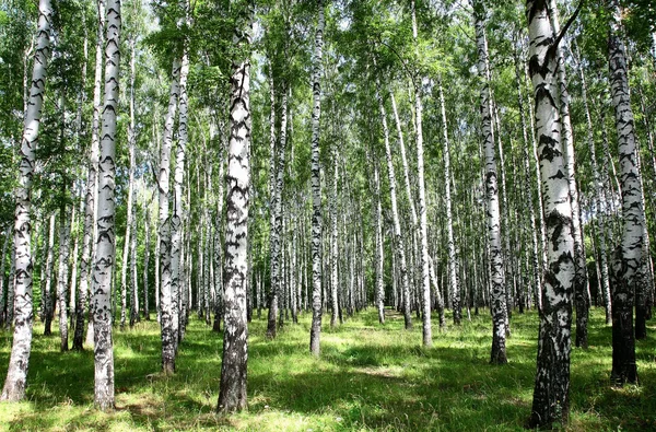 Sunny birch grove in summer July — Stock Photo, Image