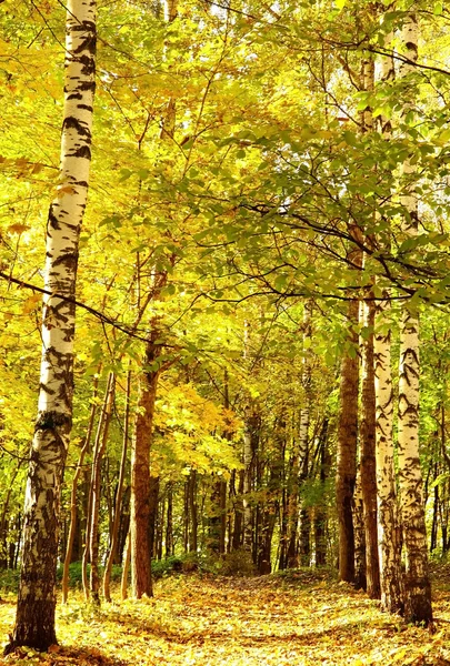 Otoño dorado camino de la luz del sol en octubre bosque mixto —  Fotos de Stock