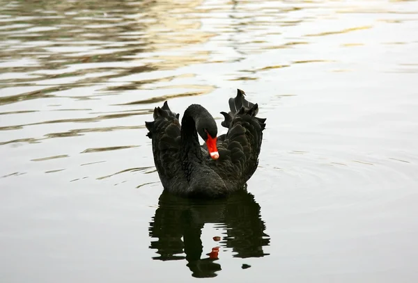 Bellissimo cigno nero con riflesso che nuota sull'acqua autunnale — Foto Stock