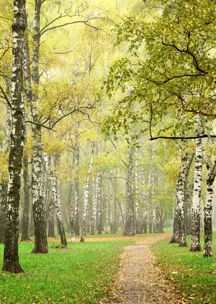 Zonnige herfst ochtendnevel in oktober berk grove — Stockfoto
