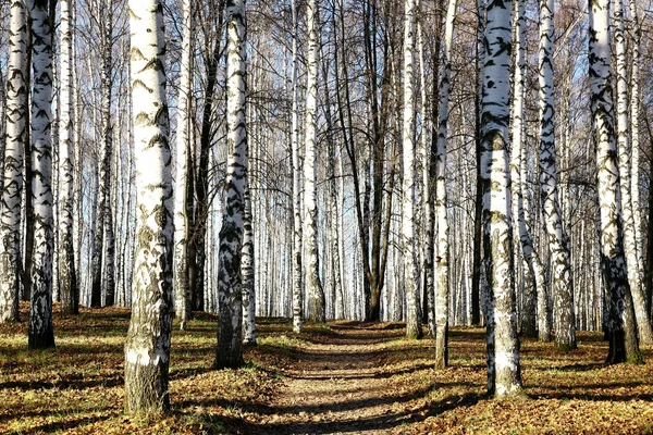 Sunny pathway in november autumn birch grove — Stock Photo, Image