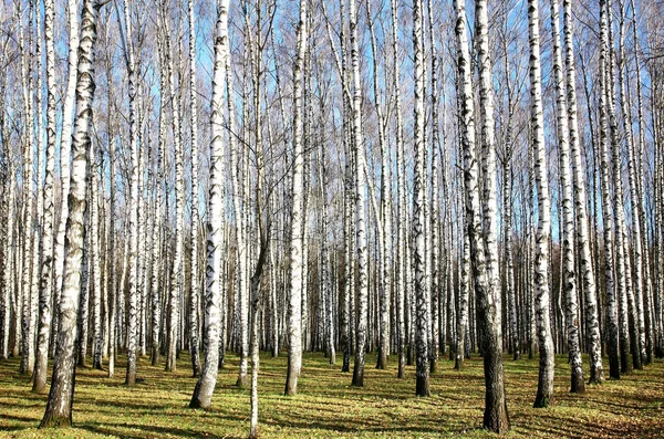 Sunny november weather in the autumn birch grove — Stock Photo, Image