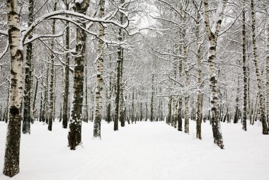 güzel kar dalları huş Grove Rus kışın kapalı.