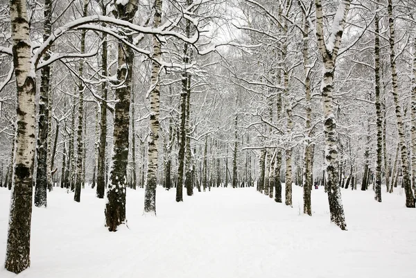 Beautiful snow covered branches of birch grove in russian winter — Stock Photo, Image