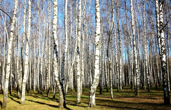 üzerinde mavi gökyüzü güneşli sonbahar huş grove