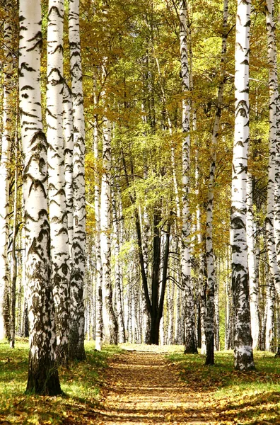 在初秋的傍晚白桦林里的阳光通路 — 图库照片