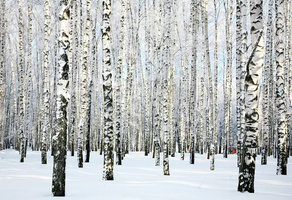 Winterbirkenwald — Stockfoto