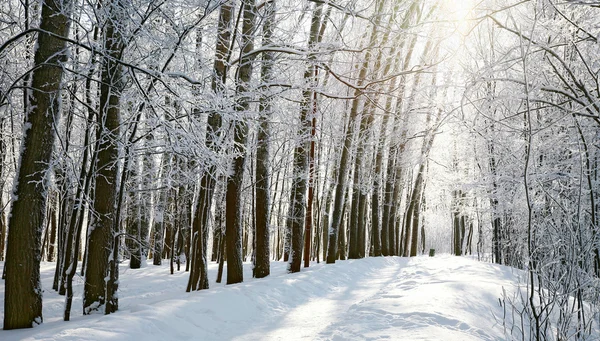 Path in sunny winter forest — Stock Photo, Image