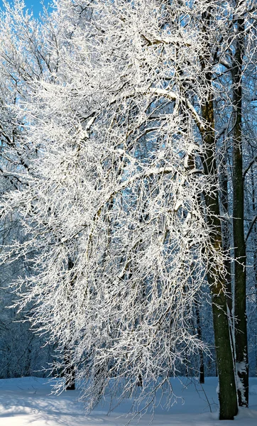 Träd med snö i vinterparken — Stockfoto