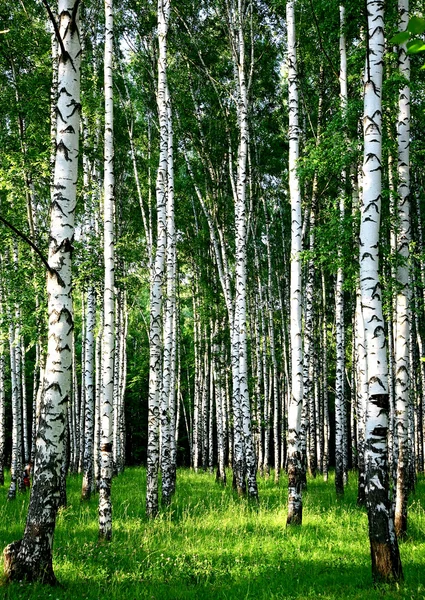 Evening beautiful birch grove in summer Royalty Free Stock Images