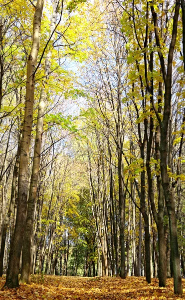 Ścieżka w słonecznym lesie jesiennym — Zdjęcie stockowe