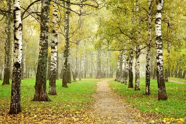 Camino en el bosque de abedul niebla otoño —  Fotos de Stock