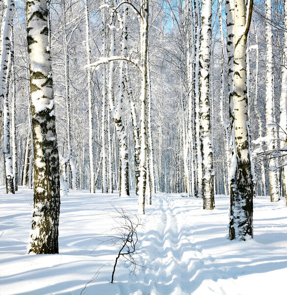 Ski run in winter forest