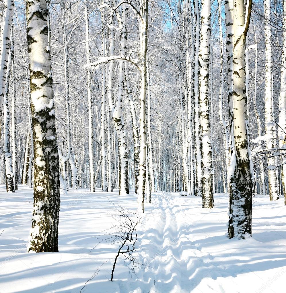 Ski run in winter forest