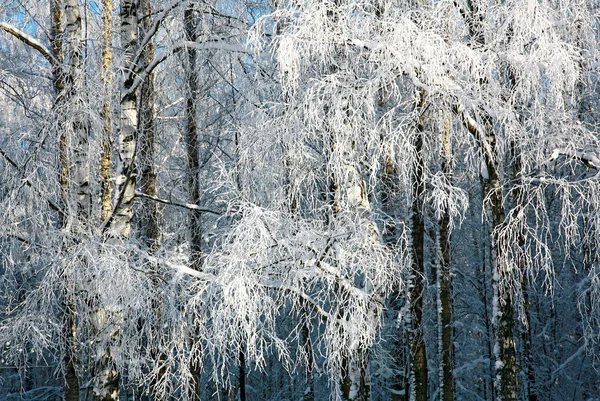 Winter snow covered birch branches — Stock Photo, Image