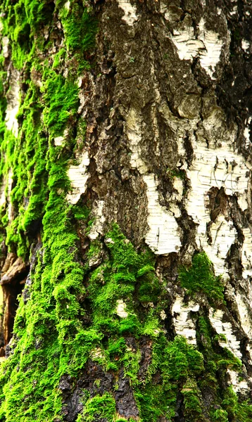 Huş ağacında yosun — Stok fotoğraf