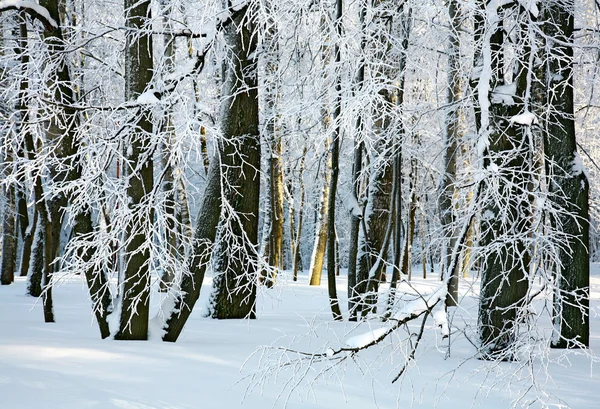 Vintern soliga skog — Stockfoto