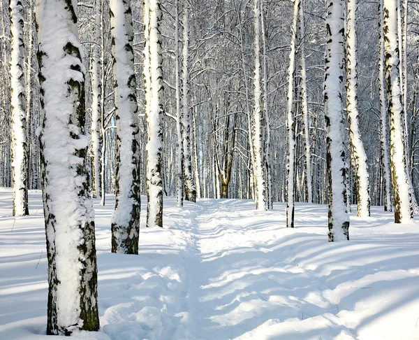 Sökväg i soliga vintern skog — Stockfoto