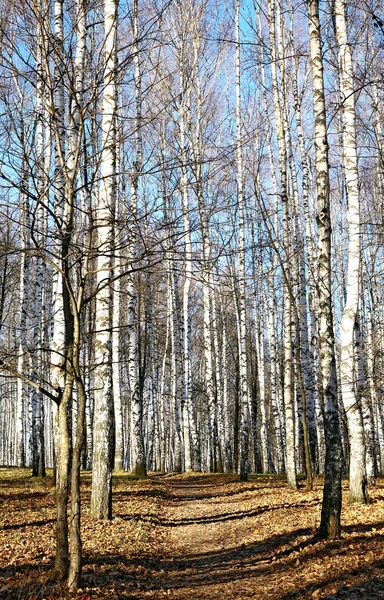 Podzimní les za slunečného počasí — Stock fotografie